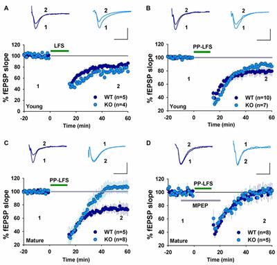 Hippocampal Long-Term Depression in the Presence of Calcium-Permeable AMPA Receptors